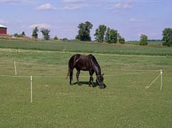 AGRISELLEX - ELECTRIC FENCING FOR HORSES, ELECTRIC POULTRY